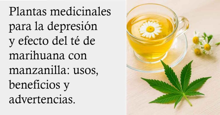 Plantas medicinales para la depresión y el efecto del té de marihuana